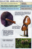 psilocybe_semilanceata.jpg