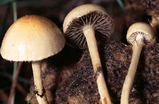 Stropharia_semiglobata_bk_01_.jpg