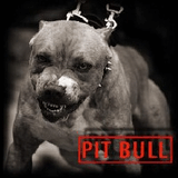 Pitbull.jpg