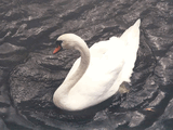 Swan_800.jpg