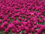 ofm_tulips.jpg