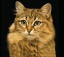183.gif