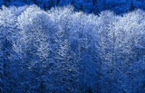 Winter.jpg