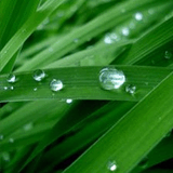 Drops.jpg