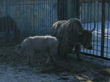 Зоопарк.jpg