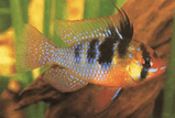 Papiliochromis_ramirezi_1.jpg