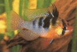 Papiliochromis_ramirezi_1_1.jpg