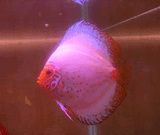 Discus_2.jpg