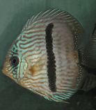 symphysodon_discus__juami_.jpg