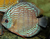 Symphysodon manacapuru gipsy d-matthaus.jpg