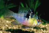 papiliohromis2.jpg