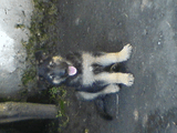 DSC00071.jpg