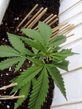 siza_ru_ganja08.jpg