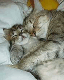 Mom_cat.jpg