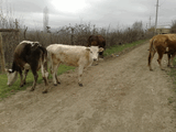 Muuu_.jpg