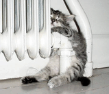 Котёнок.jpg