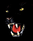 Pantera.jpg