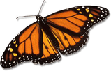 monarch_butterfly_large.jpg