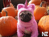 dog_5_45.jpg