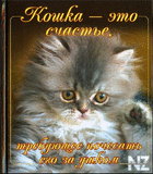 Koshka.jpeg