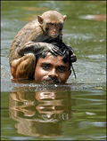 _46118920_manmonkey300ap.jpg