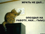 котяра