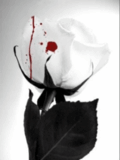 got_4