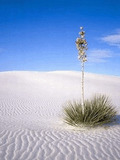 Voledar_Natur__135959.jpg