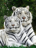 WhiteFTiger.jpg