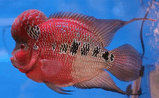 Фловерхорн (Flowerhorn)