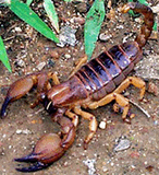 Euscorpius.jpg