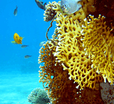 Millepora dichotoma.jpg