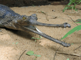 gavial.jpg