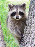 racoon.jpg