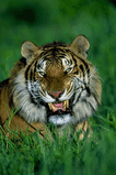 animal_050.jpg