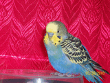 Кеша00_0296.jpg