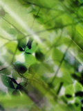 swf_nature_7_wallpaper.nth