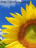 Clock_Sunflower.nth