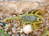 scorpio1.jpg