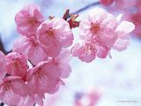 Japanese_Cherry_Blossom.jpg