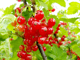 food_Currants_112244.jpg