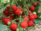 wallpapers_food_Strawberries_768432.jpg