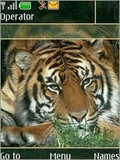 Tiger_011.nth