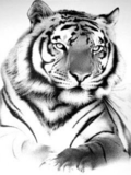 white_tiger.nth