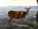 Kras_polyana.jpg