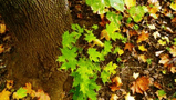 P1030443j.jpg