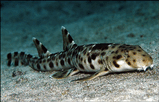 Scyliorhinus canicula