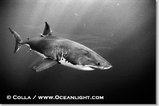 Carcharodon_carcharias_2.jpg