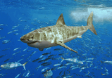 Carcharodon carcharias_3.jpg