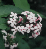 Abelia_coreana.jpg